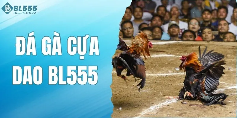Đá Gà Cựa Dao BL555 - Trận Đấu Kịch Tính Phần Thưởng Giá Trị