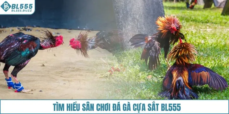 Tìm hiểu sân chơi đá gà cựa sắt BL555