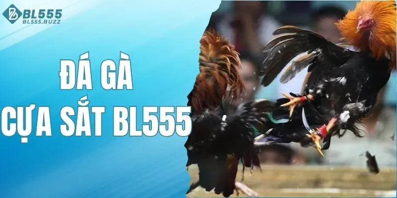 Đá Gà Cựa Sắt BL555 - Tận Hưởng Những Trận Đấu Đầy Kịch Tính
