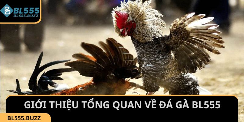 Tìm hiểu thông tin giới thiệu tổng quan về Đá Gà BL555